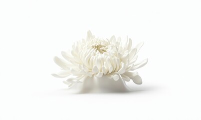 Porcelain chrysanthemum sculpture, studio shot, white background, art