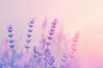 Obraz premium A serene lavender and peach abstract background with soft gradients, delicate transitions, and gentle textures. Light and calming, ideal for spa, wellness, or beauty visuals.
