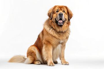 Adorable Tibetan Mastiff Dog Sitting and Smiling Isolated On a White Background