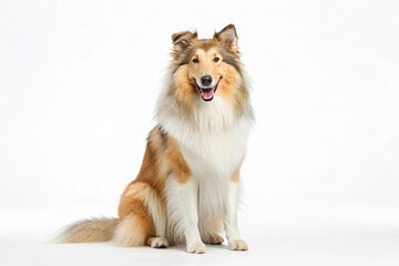 Adorable Rough Collie Dog Sitting and Smiling Isolated On a White Background