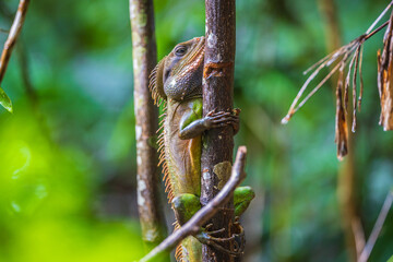 Chinese water dragon (Physignathus cocincinus), rare wildlife in the tropical.