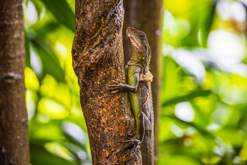 Chinese water dragon (Physignathus cocincinus), rare wildlife in the tropical.