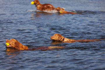 nova scotia duck tolling retriever