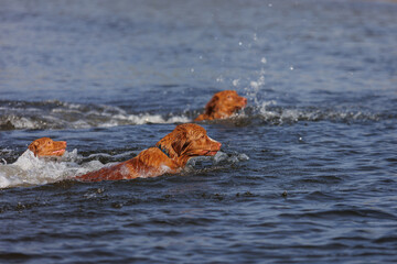 nova scotia duck tolling retriever
