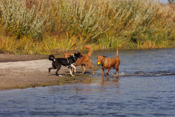 nova scotia duck tolling retriever