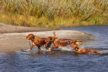 nova scotia duck tolling retriever