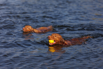 nova scotia duck tolling retriever