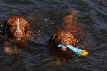 nova scotia duck tolling retriever