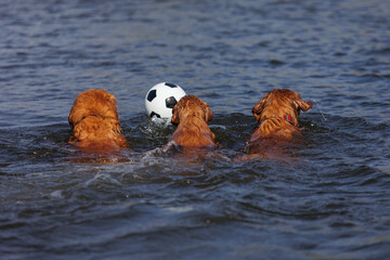 nova scotia duck tolling retriever