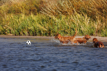 nova scotia duck tolling retriever