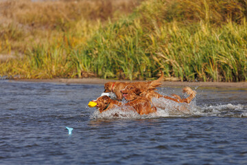nova scotia duck tolling retriever