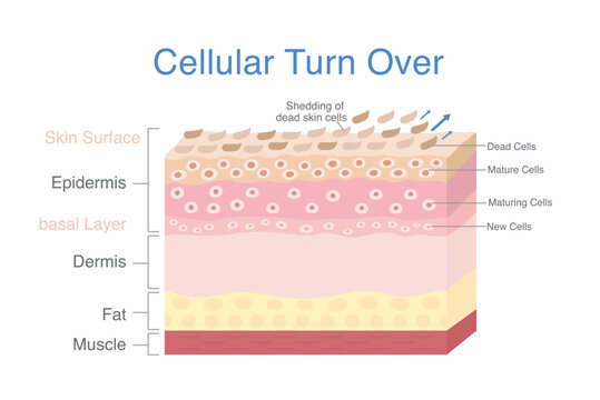 Cellular turn over diagram. 3D skin layer showing start of cells produced in basal layer then maturing and moving up and ending at shedding of dead skin cells at top layer skin.