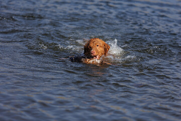 nova scotia duck tolling retriever with duck