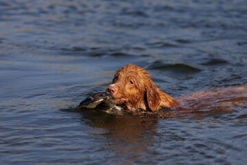 nova scotia duck tolling retriever with duck