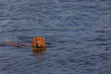 nova scotia duck tolling retriever