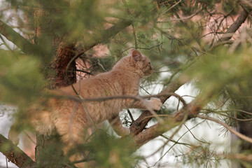 A curious and fluffy ginger kitten exploring outdoors climbing the pine tree