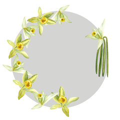 Vanilla orchid flowers and beans watercolor round grey frame isolated on white background. High quality hand drawn design element perfect for spice box, cafe menu, food packaging, recipes, label logo