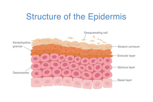 Structure of the epidermis layer during cell turnover. Desquamating cell are out of at the top layer. New cells start at Basal layer.
