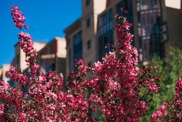 Pink flowers blooming on branches, adding a touch of vibrant color and natural beauty to the urban environment, with residential buildings in soft focus in the background, under a clear blue sky