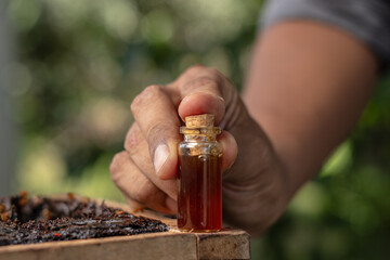 HARVESTING NATIVE HONEY FROM THE AMAZON JUNGLE, STINGLESS BEES OR MELIPONA WHERE PURE AND MEDICINAL...
