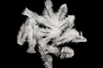beautiful ostrich feathers close up