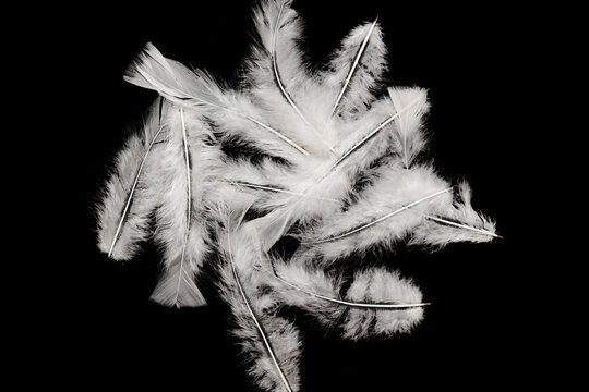 beautiful ostrich feathers close up
