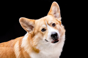 Welsh Corgi Pembroke Face