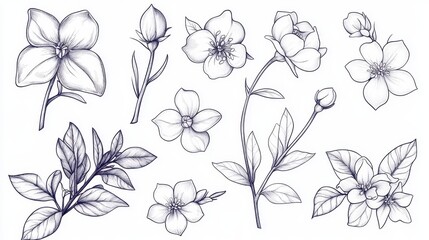 Botanical Sketch Collection Delicate Hellebore Flower Illustrations