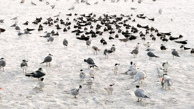 Large group of seagulls on sandy beach