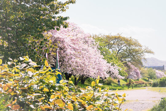 Spring cherry blossoms in the park