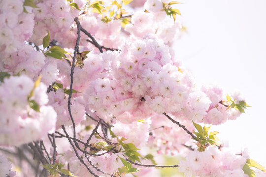 Close-up of double cherry blossoms(Yaesakura)