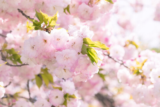 Close-up of double cherry blossoms(Yaesakura)