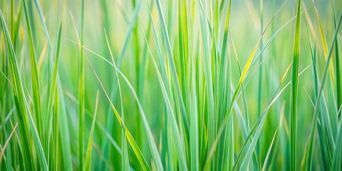 Naklejka premium Abstract Minimalist Green Grass Blades Pattern - Urban Exploration Photography Stock Photo