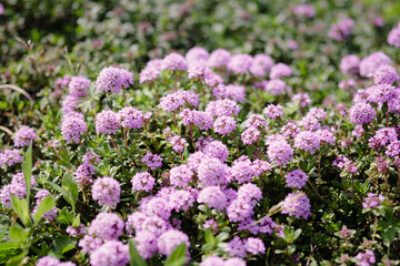 Spring thyme flower field