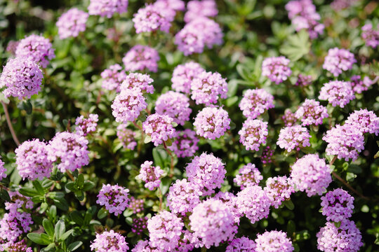 Spring thyme flower field