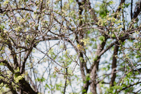 A Japanese white-eye perched on a plum tree