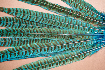 beautiful pheasant feathers close up