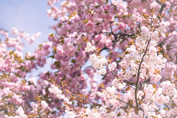 Close-up of double cherry blossoms(Yaesakura)