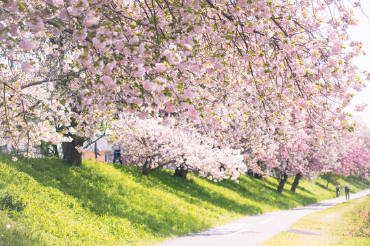 Cherry blossom trees under the warm sunlight