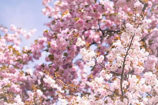 Close-up of double cherry blossoms(Yaesakura)