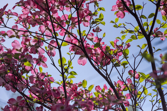Dogwood flowers shining through the sunlight