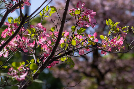 Dogwood flowers shining through the sunlight