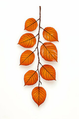Obraz premium Autumn branch on white backdrop, leaves changing color, ideal for seasonal decorations