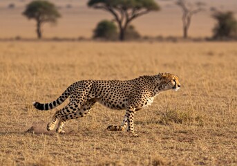 Cheetah in Full Sprint
