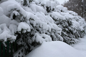 Abstract background. Pine trees covered snow.