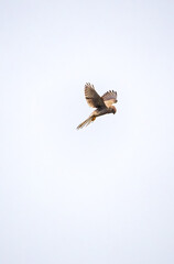 Kestrel hovering 