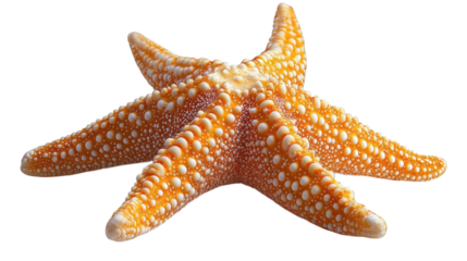 starfish isolated on white background