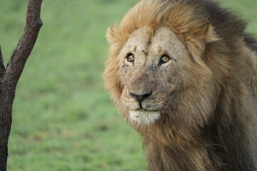 portrait of a male lion