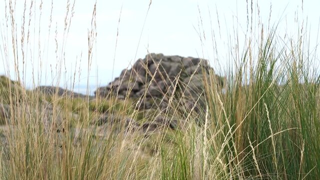 Pradera monta&ntilde;osa de gran altitud con flores silvestres y musgo verde ondulante en una ma&ntilde;ana soleada