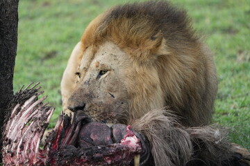 male lion eating a wildebeest carcass in the serengeti national park, safari, circle of life